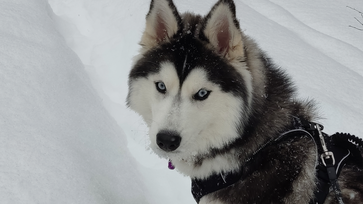 Хаски по имени Мани