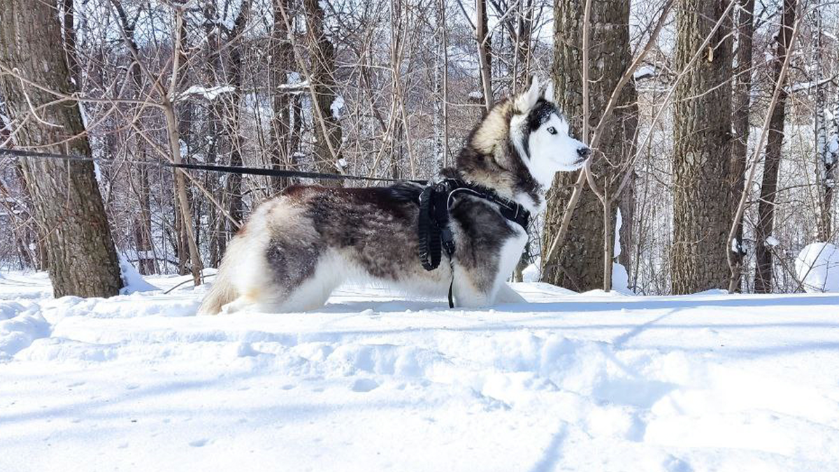 Хаски по имени Мани гуляет до 2-х часов ежедневно