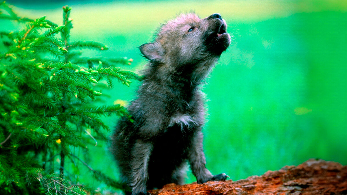 источник фото: crosti.ru