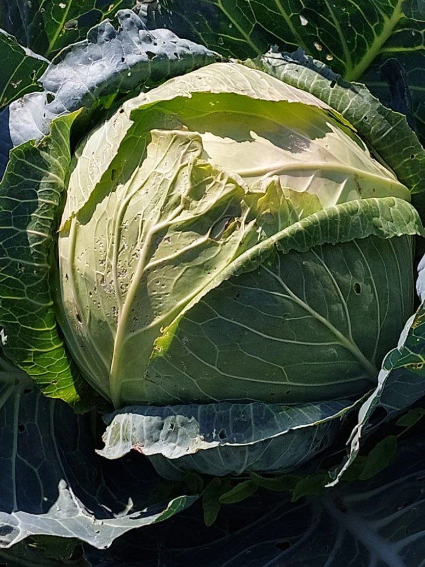 Большие плоды с тонкой сердцевиной. Фото автора