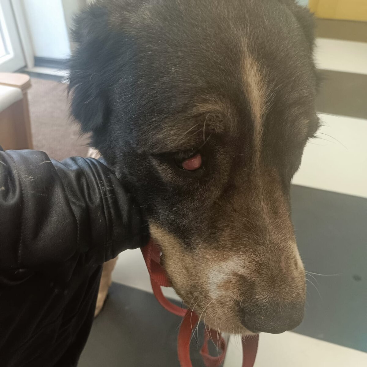 Наша Луга, брошенная хозяевами в поле. Выписка с назначениями и примерной стоимостью операции - справа в галерее