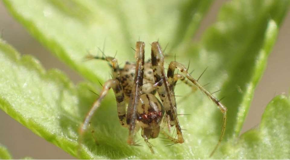       Паук вида Ero lizae Фото: Danniella Sherwood et al. / European Journal of Taxonomy