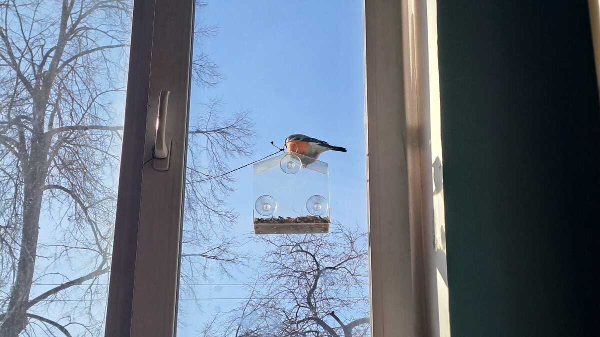 Милейший, толстенький (пуховый?) снегирь