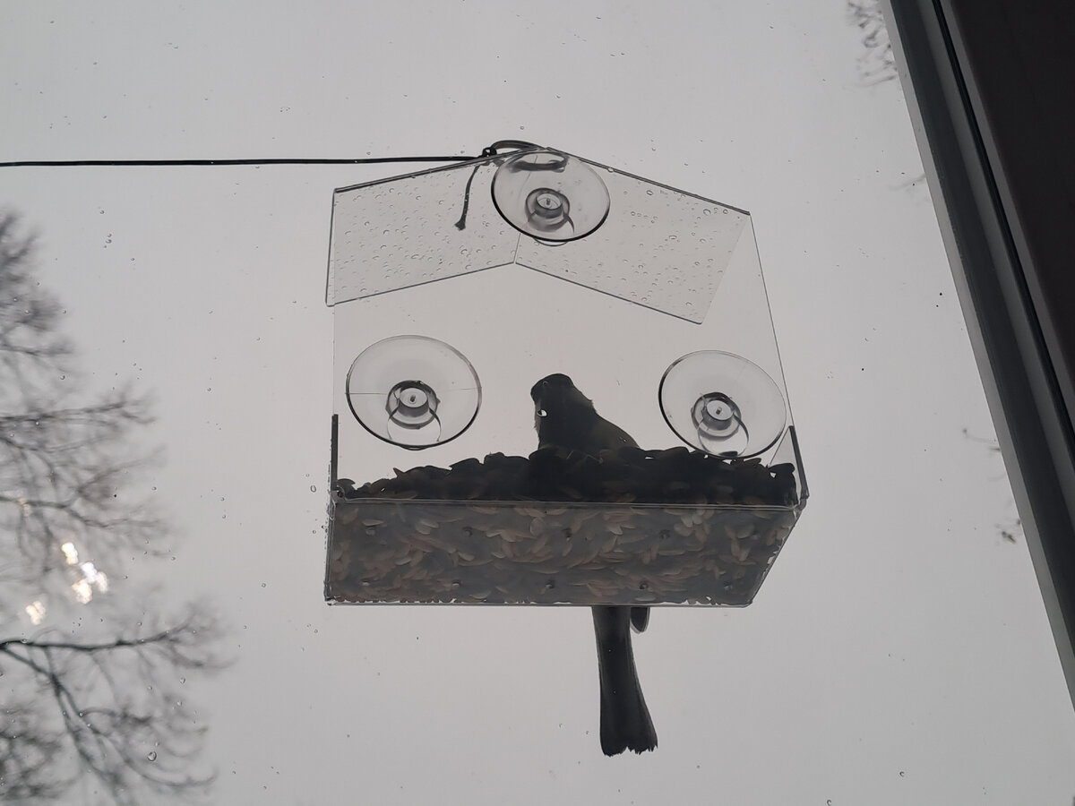 Одна из первых птиц, навестивших меня