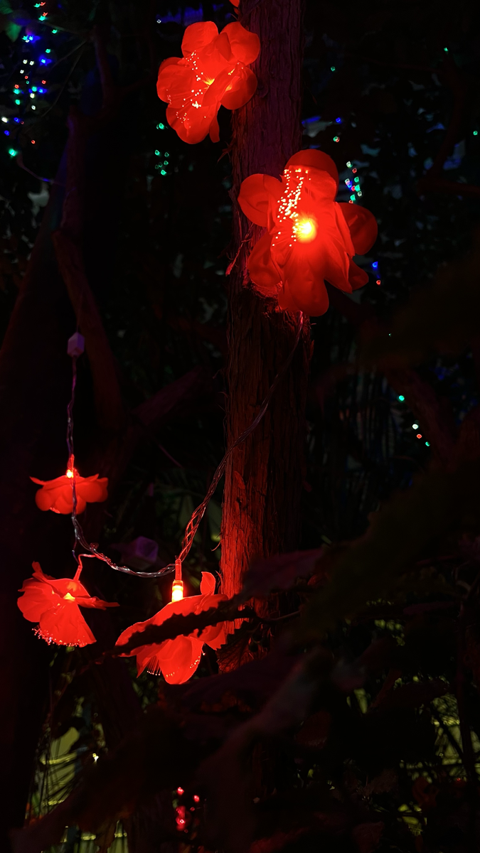 аптекарский огород китайский новый год 2024. аптекарский огород китайский новый год 2024. отанический сад мгу «аптекарский огород». аптекарский огород тюльпаны. тюльпаны в аптекарском огороде 2022.