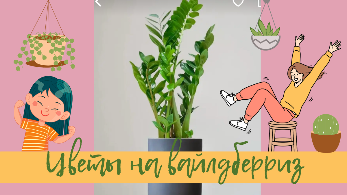 Цветы эквадор greenhouses. В парк привезли цветочную рассаду. Ящик для рассады. Ашан петуния рассада. Рассада цветов.