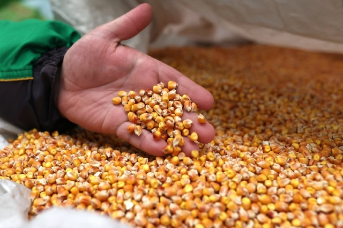    Высыпанная польскими фермерами из вагонов кукуруза направлялась в Германию