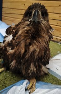    Орлан после операции. Фото: Центр помощи птицам «Воронье Гнездо»