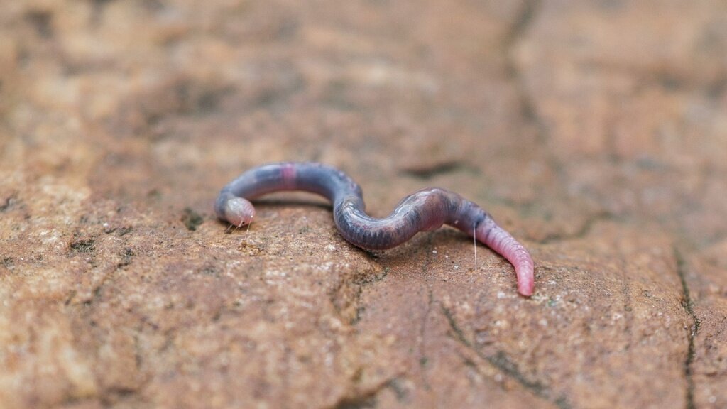 Земляной червяк — полезное создание