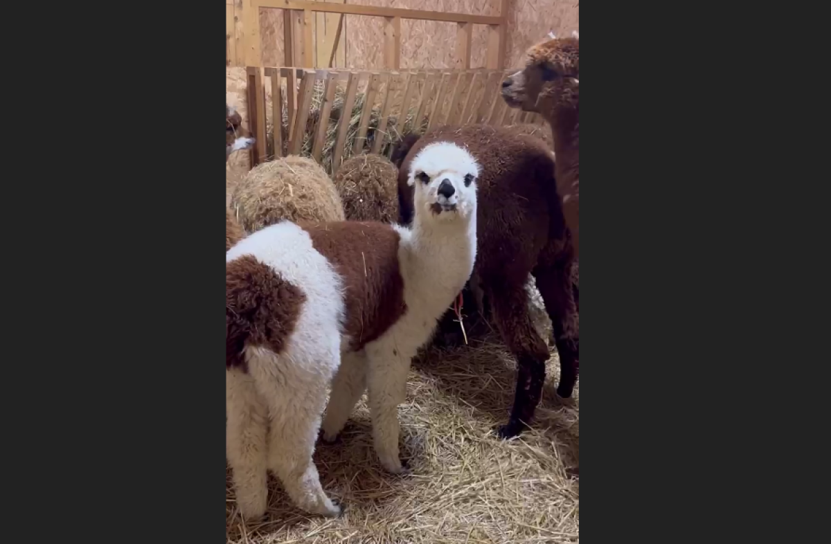    В Сочи привезли 60 альпак из Европы, один родился в пути