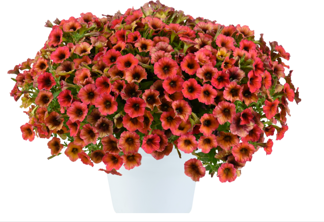 CASCADIAS™ ARIZONA SKY. Изображение с официального сайта Danziger