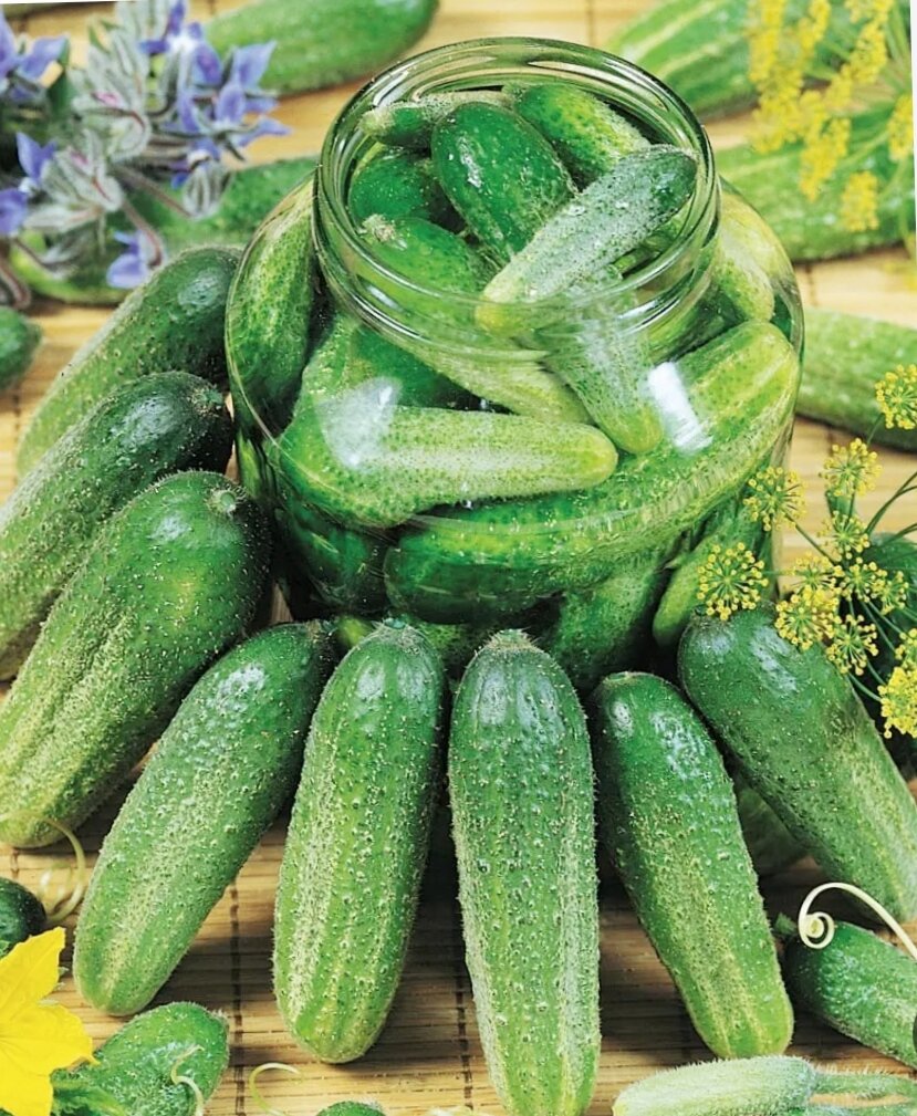 Огурцы на 2024 год. Огурцы на 2024 год. Огурцы на 2024 год. Огурцы на 2024 год. Семена огурца геракл f1 : 5шт rijk zwaan.