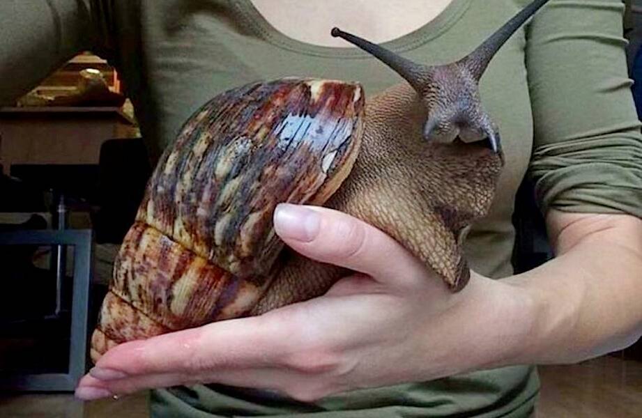 Ахатина гигантская