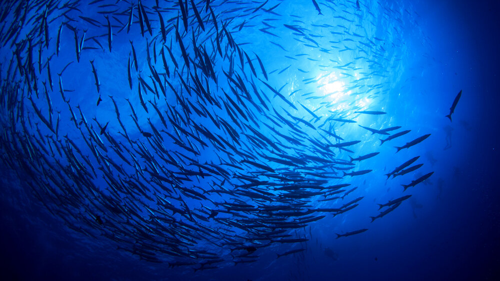    Фото: Shutterstock