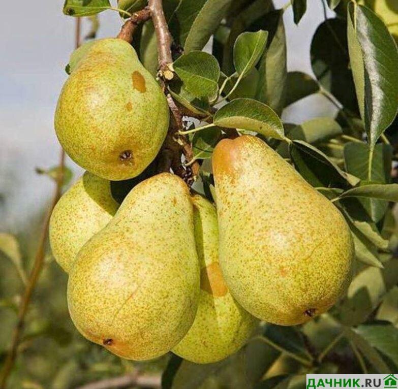 Груша армут. Груша сорт зимняя млиевская. Сорт груши кюре. Груша дюшес дерево. Груша киффер.