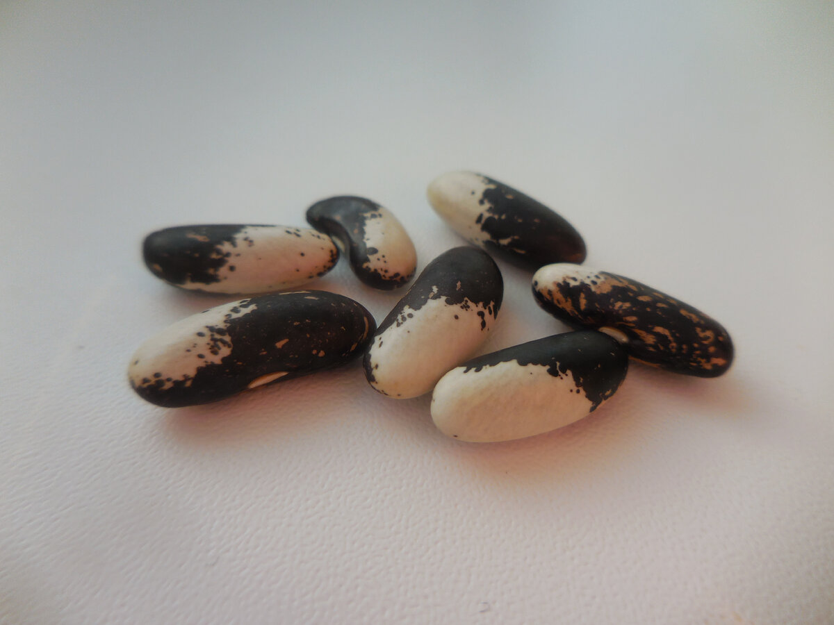 Вермонтская Аппалуза