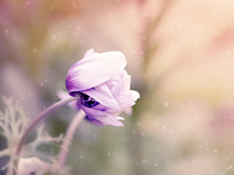 Красивый цветочек