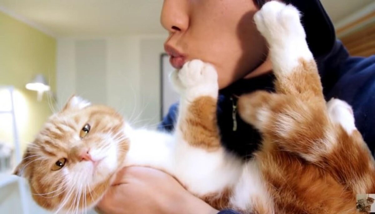 Источник: koshka.top