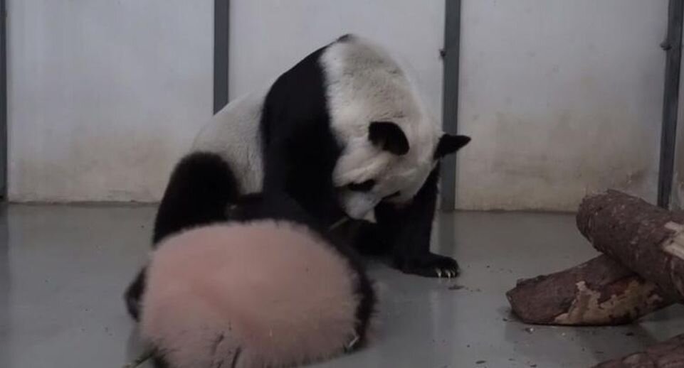    Telegram-канал директора Московского зоопарка Светланы Акуловой