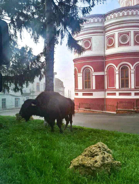    «Раннее утро, туман. И вдруг из пелены появляется силуэт 200-килограммового животного!» – вспоминают полицейские «охоту» на бизона
