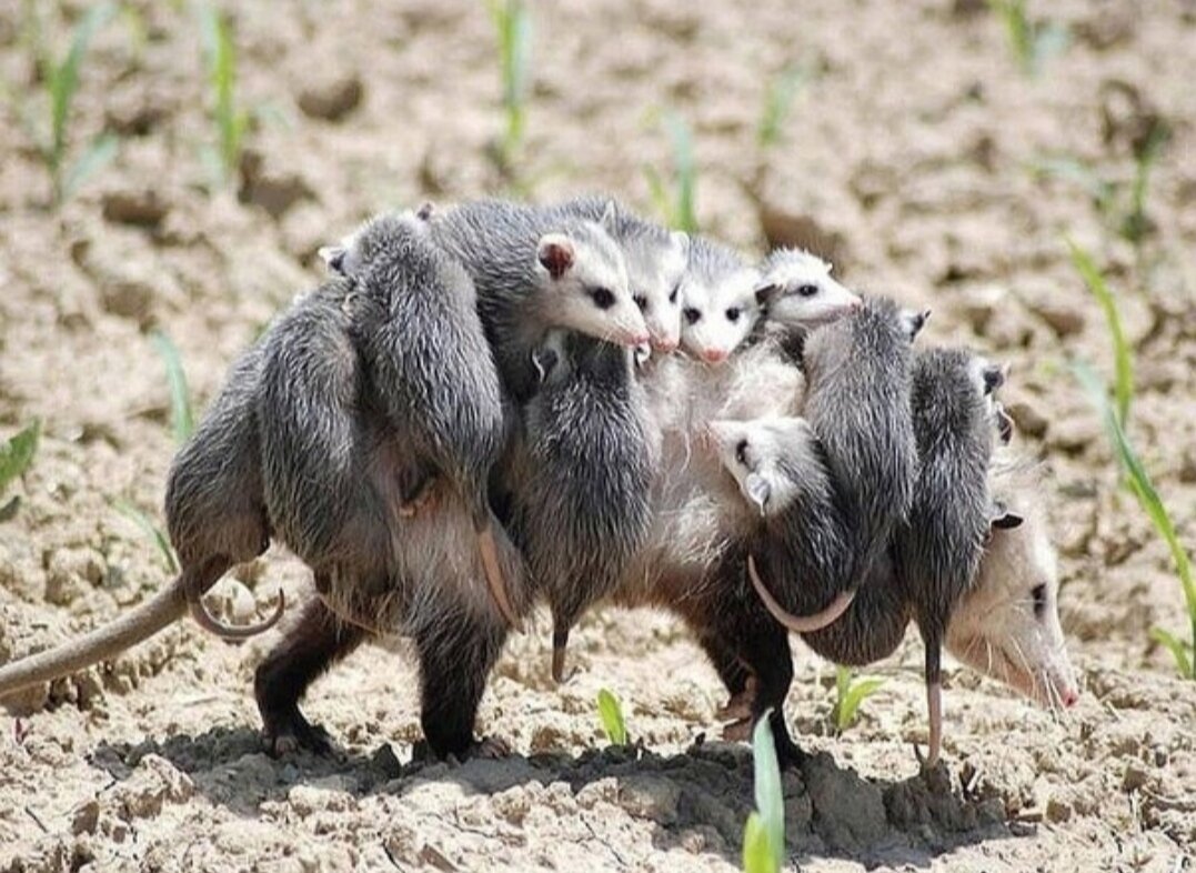 Мама - не лошадь. Лошадь устает, а мама нет.