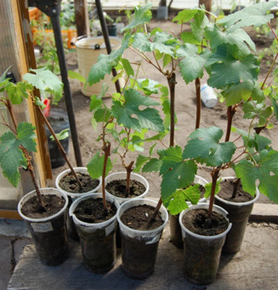 В качестве контейнеров использованы 0,5 литровые пластиковые стаканчики.