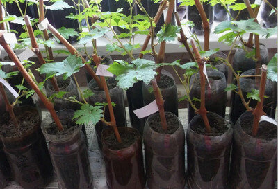 Контейнеры из ПЭТ бутылок