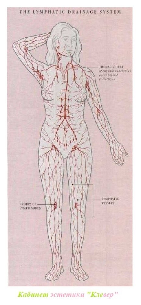 Массаж и лимфатическая система