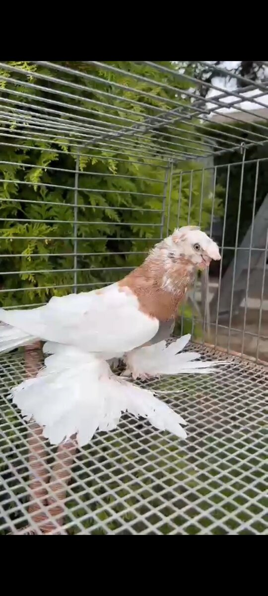 Узбекские голуби: красота и символика Голуби являются одними из самых известных и распространенных птиц в мире. Они обладают особым значением в различных культурах и имеют многочисленные символические и эстетические значения. В данной статье мы рассмотрим узбекских голубей - особую породу, которая имеет свои уникальные особенности и играет важную роль в культуре и традициях Узбекистана. Узбекские голуби отличаются своей изысканной красотой и грациозностью. Они имеют широкий спектр окрасов, включая различные оттенки белого, серого, коричневого, голубого и черного. Эти птицы обладают прекрасным оперением и гармоничными пропорциями тела. Узбекские голуби имеют богатую историю и считаются одной из старейших пород голубей. Их разведение было популярно среди народов Центральной Азии, включая Узбекистан, еще со времен Тимура и его империи. В течение многих столетий эти голуби были неотъемлемой частью культуры и традиций узбекского народа. Узбекские голуби имеют особое символическое значение в узбекской культуре. Они ассоциируются с миром, свободой и красотой. Голуби также считаются символом мира и благополучия, и их присутствие на свадьбах и других торжественных мероприятиях считается хорошим приметным знаком. Эти птицы также являются популярными участниками голубиных боев - одной из традиционных развлекательных активностей в Узбекистане. Голуби участвуют в соревнованиях, где они демонстрируют свои летные навыки и силу. Победитель получает особый статус и признание в голубином сообществе. В настоящее время разведение узбекских голубей является популярным хобби и способом сохранения и продвижения узбекской культуры. Множество людей по всему миру занимаются разведением этих голубей и воспроизводят их уникальные качества. В заключение, узбекские голуби являются красивыми и символичными птицами, которые имеют важное место в культуре и традициях Узбекистана. Их изящность, красота и символическое значение делают их уникальными и интересными как для любителей птиц, так и для исследователей культурного наследия.