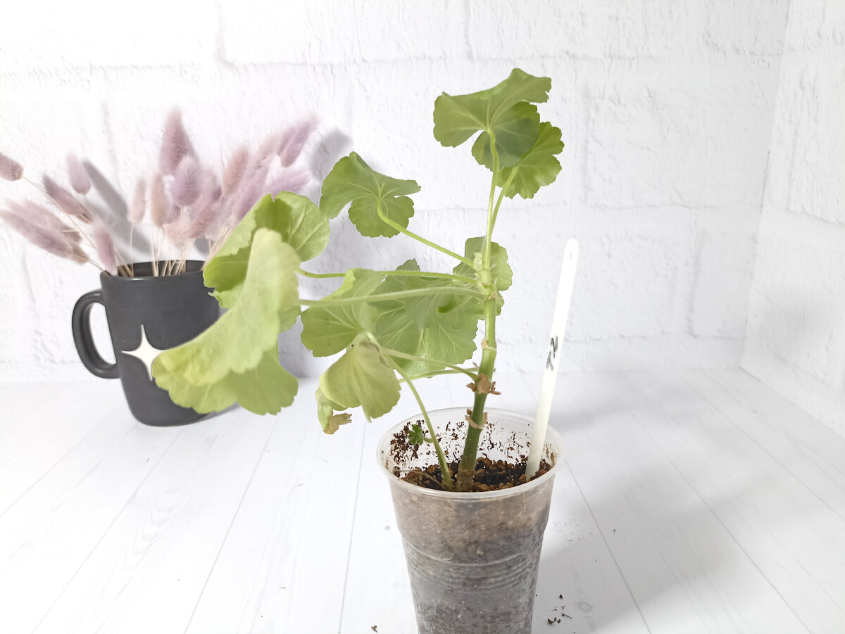 Один из черенков любимого сорта 'Toscana Tammo'. Бледненький, но уже начинающий ветвиться самостоятельно до прищипки или обрезки