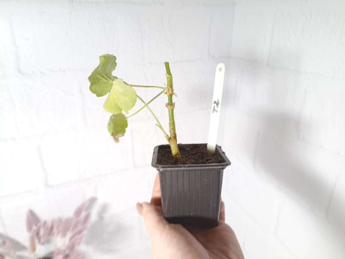 Обрезана верхушка, растение пересажено в горшочек и свежий грунт (торф + совсем немного биогумуса для допинга)