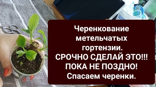 Черенкование метельчатых гортензий. Спасаем черенки! Срочные меры.