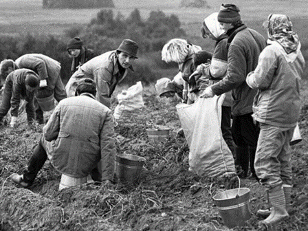 Сбор картошки студентами в 1970-е гг.