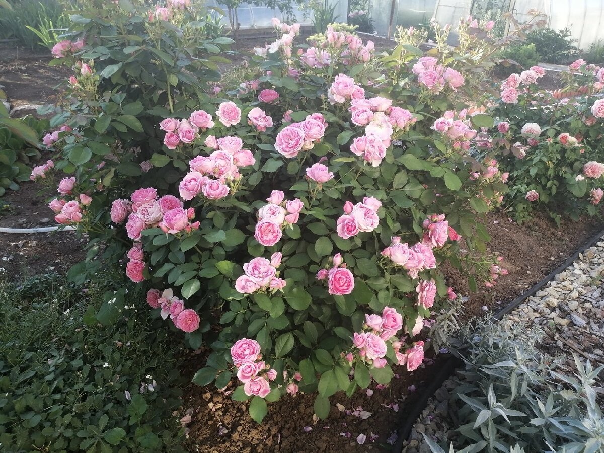 Роза Прейри Джой (канадка) зимостойкая. Фото автора