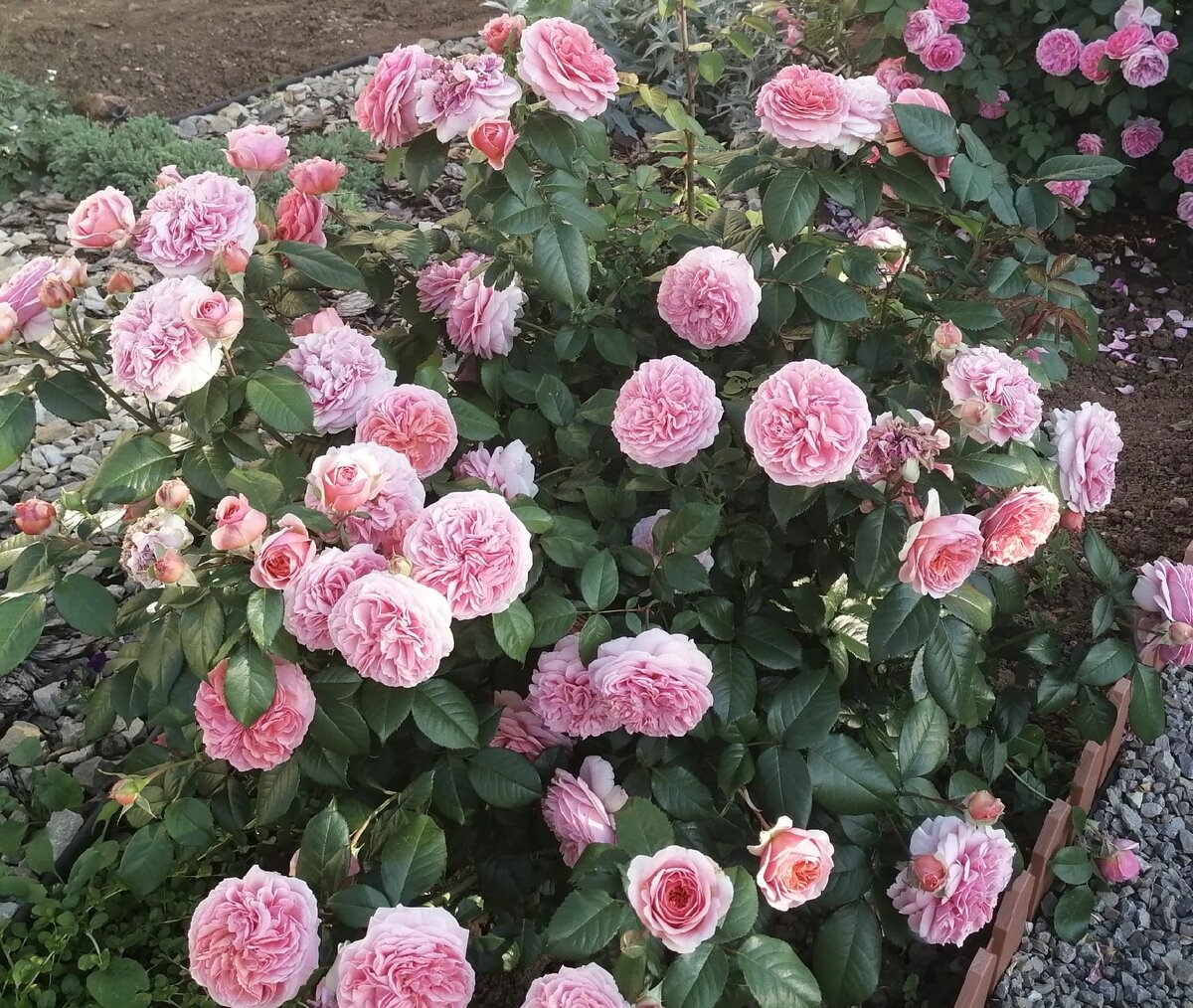 Роза Чиппендейл (шраб) 