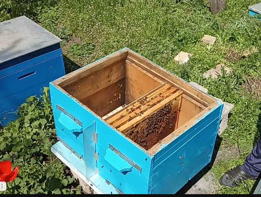 Улей для содержания двух маток через перегородку.(фото с открытых источников)