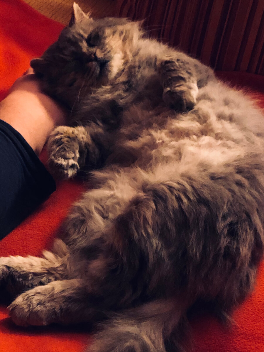 Устал я! Надо отдохнуть! 