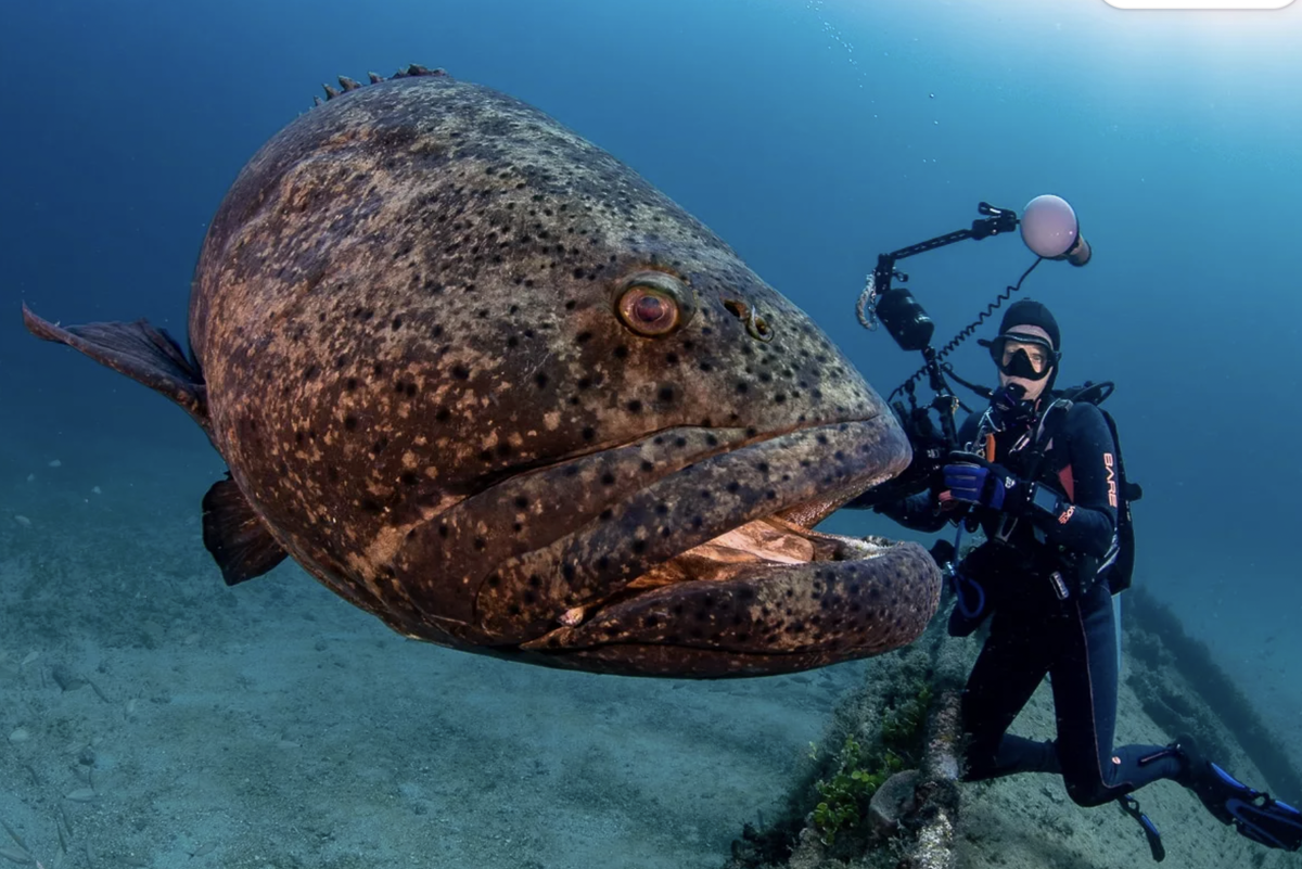 Самые большие рыбы черного моря