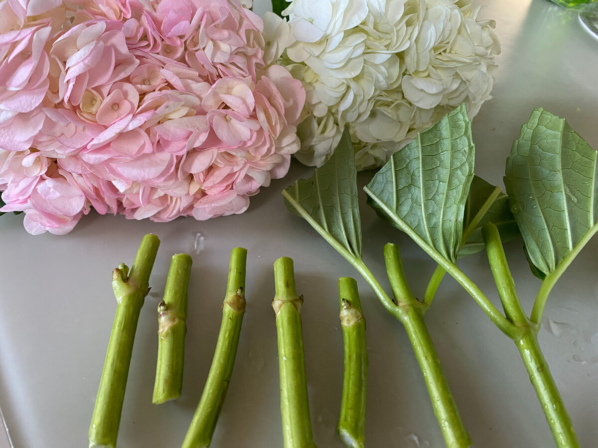 Черенки гортензии, фото автора