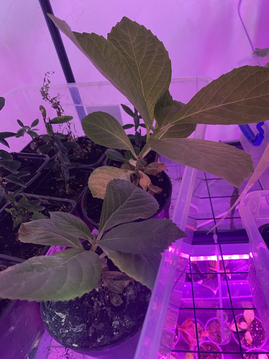 Черенки после осеннего укорения в феврале под искусственным светом