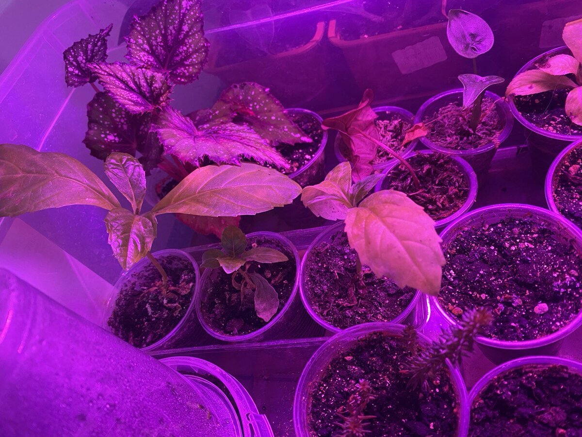 Черенки после осеннего укорения в феврале под искусственным светом