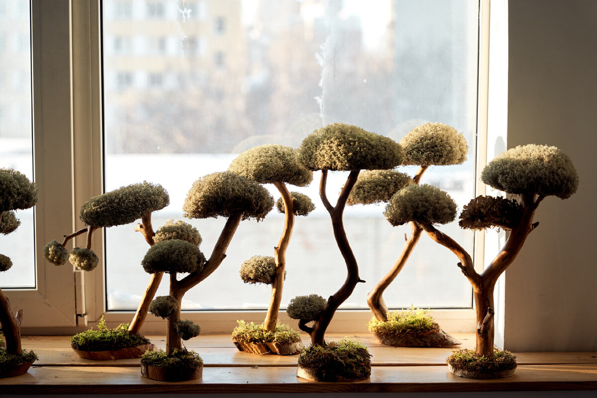 Наши деревья