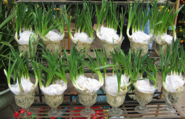 домашний тюльпан в горшке. луковицы тюльпанов прорастить. тюльпан версаче выгонка. выгонка тюльпанов. луковицы тюльпанов в горшке.