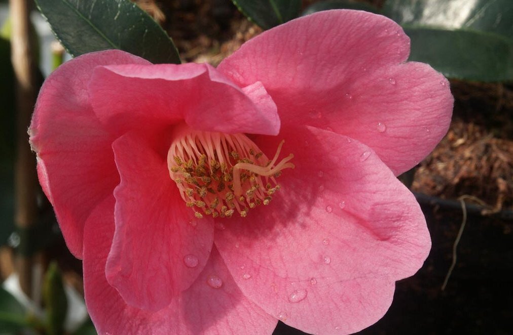 Фото J. Kortmann