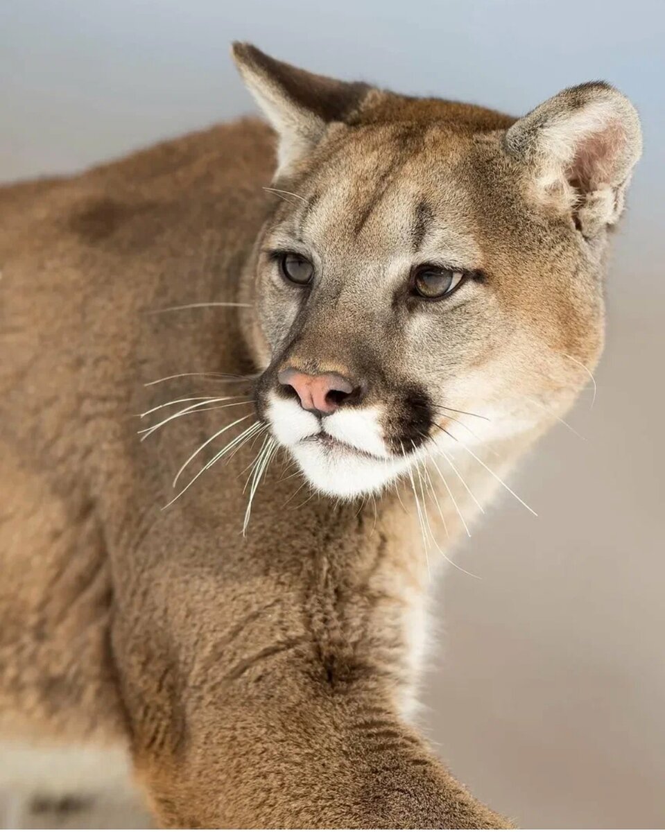 Пума (Puma concolor) 