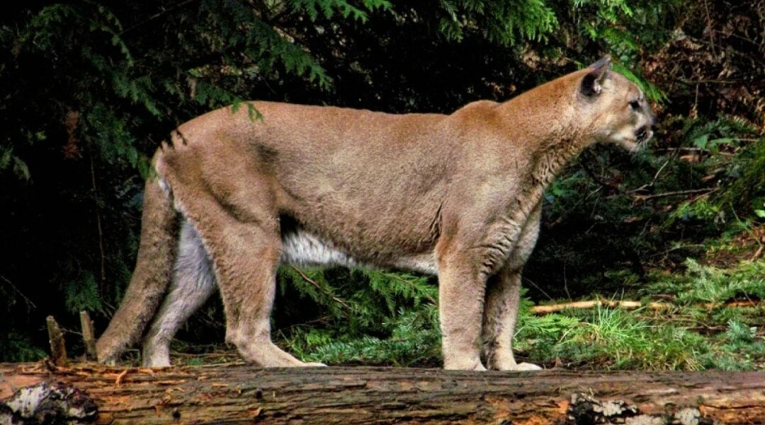 Пума (Puma concolor) 