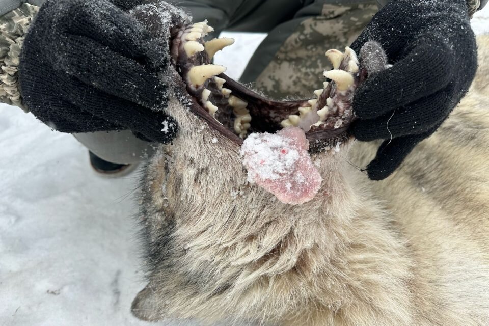 Фото: Анатолий Вазавиков