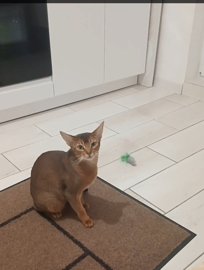 абиссинка кошка Ева