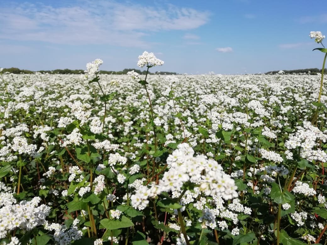 Сорт гречихи Флагман высоко устойчив к полеганию, осыпанию и засухе. Имеет высокие технологические и кулинарные показатели.