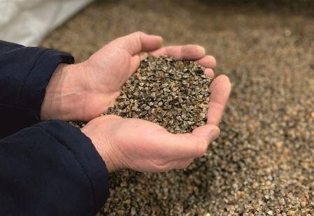 Зерна гречихи сорта Флагман имеют округлую форму и высокую выполненность.